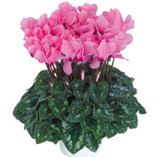 シクラメン ドリームスケープ