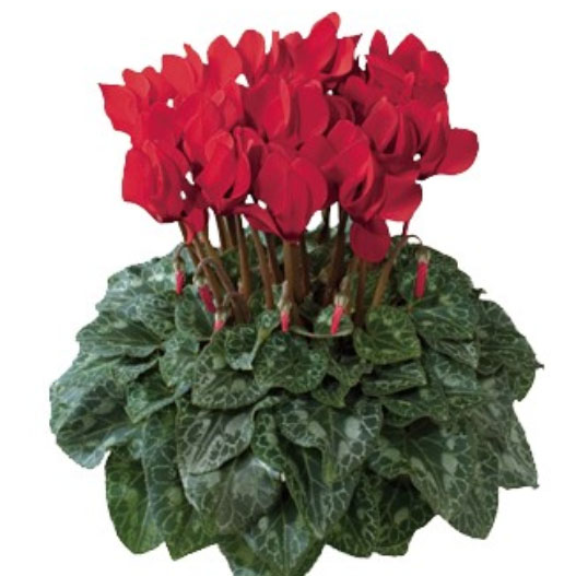 シクラメン ドリームスケープ