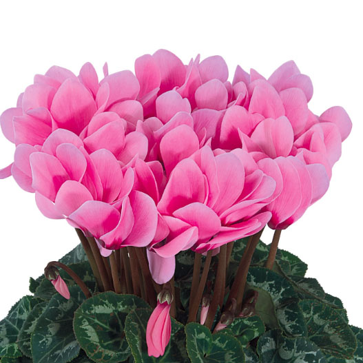 シクラメン F1 ティアニス スタンダード ミニチュア系品種