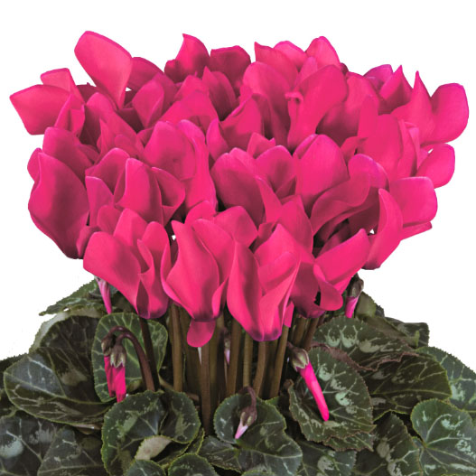 シクラメン F1 ティアニス スタンダード ミニチュア系品種