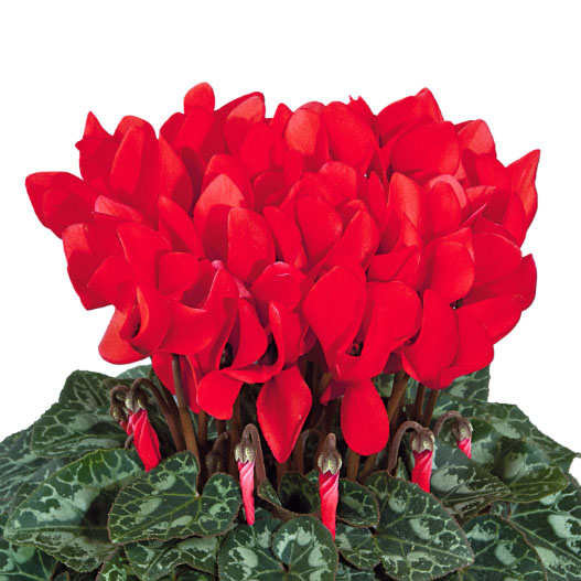 シクラメン F1 ティアニス スタンダード ミニチュア系品種