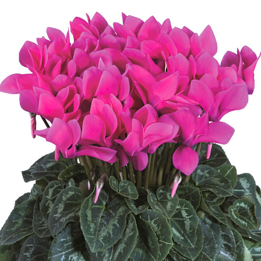 シクラメン F1 ティアニス スタンダード ミニチュア系品種