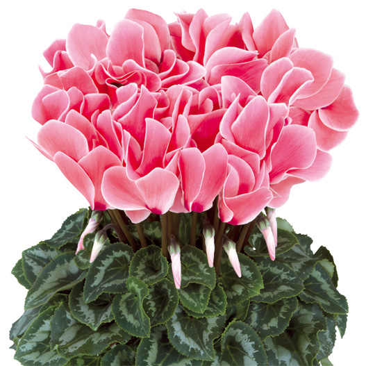 シクラメン F1 ハリオス