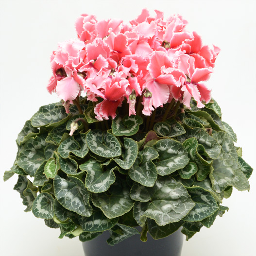 シクラメン F1 ハリオス