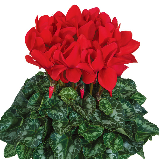 シクラメン F1 ハリオス