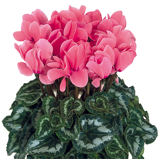 シクラメン F1 ハリオス