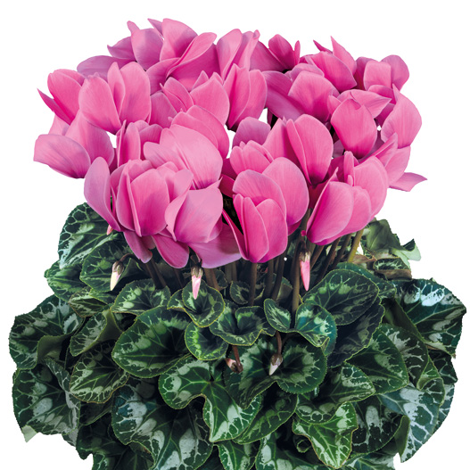 シクラメン F1 ハリオス