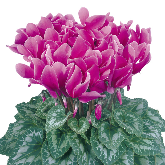 シクラメン F1 ハリオス