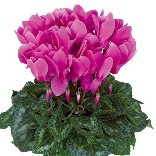 シクラメン F1 ハリオス