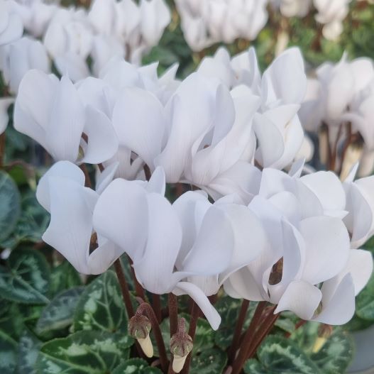 シクラメン スマーティス Kミックス｜WEBカタログ｜未来アグリス株式