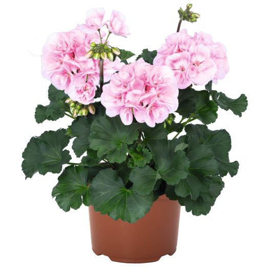 ゼラニウム　サバンナ シリーズ 