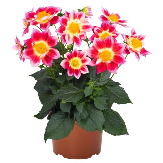 ダリア　サマービーズ 