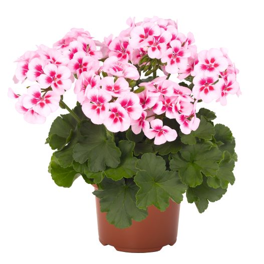 ゼラニウム　サリタ シリーズ 