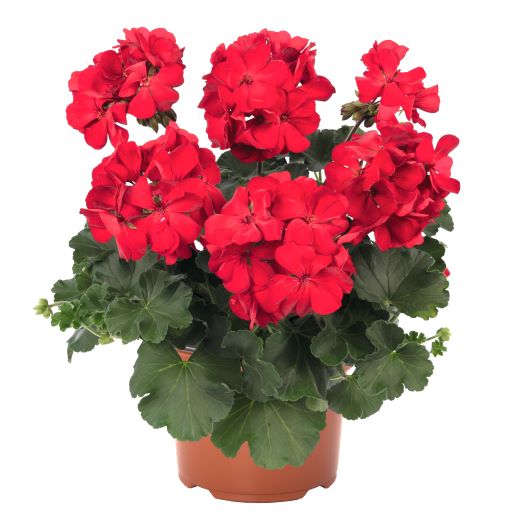 ゼラニウム　サリタ シリーズ 