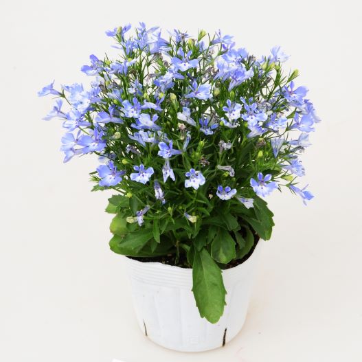 ロベリア　キュラソー 