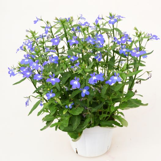 ロベリア　キュラソー 