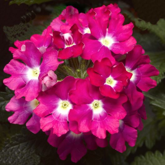 バーベナ　ラナイアップ 