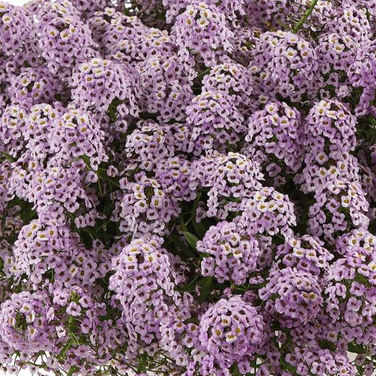 ロブラリア(アリッサム)　ストリーム コンパクト 