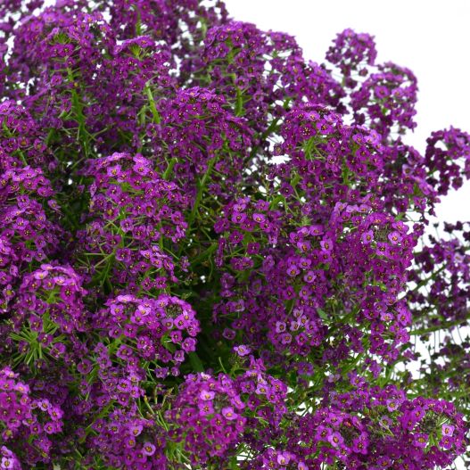 ロブラリア(アリッサム) ストリーム コンパクト｜WEBカタログ｜未来