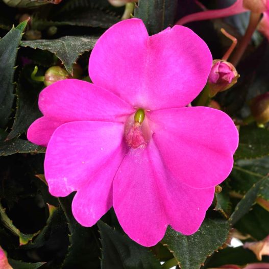 ニューギニアインパチェンス　ソルルナ 