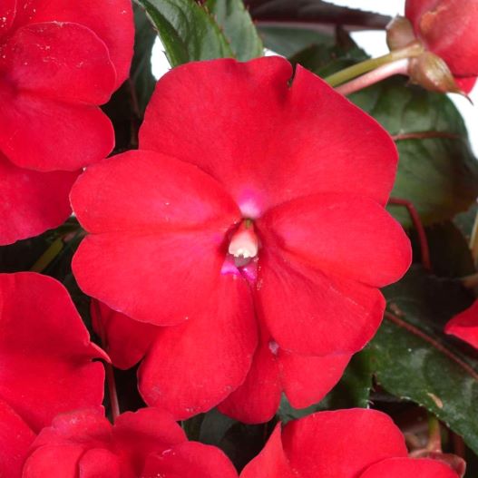 ニューギニアインパチェンス　ソルルナ 