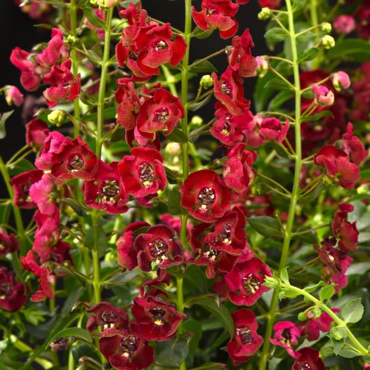 アンゲロニア　アークエンジェル 