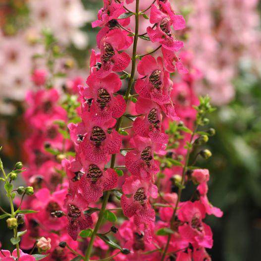 アンゲロニア　アークエンジェル 