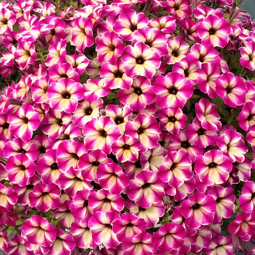 ペチュニア YES! シリーズ｜WEBカタログ｜未来アグリス株式会社|未来