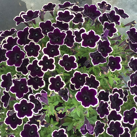 ペチュニア YES! シリーズ｜WEBカタログ｜未来アグリス株式会社|未来