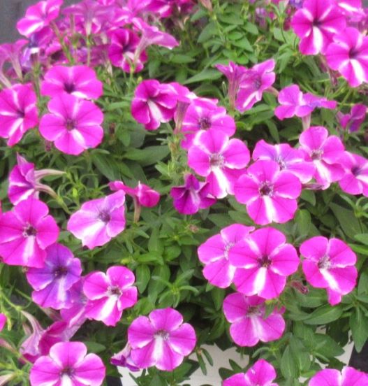 ペチュニア　YES! シリーズ 