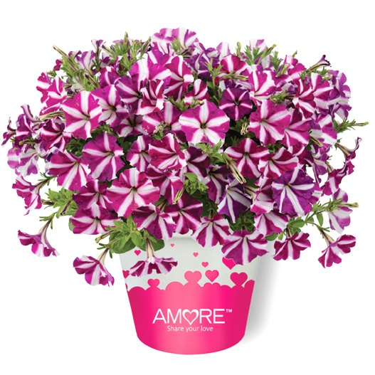 ペチュニア　アモーレ 