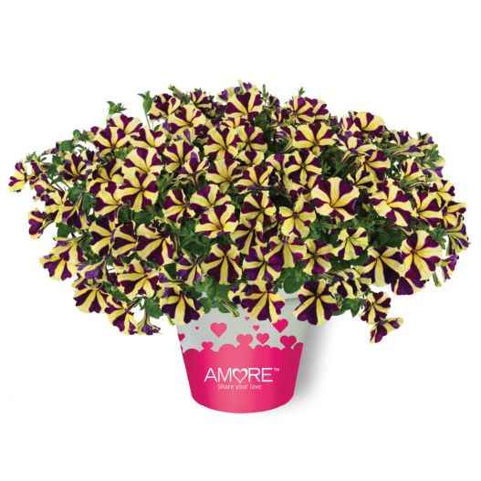 ペチュニア　アモーレ 