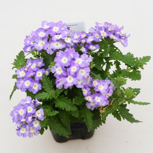 バーベナ　エンプレスフレア 