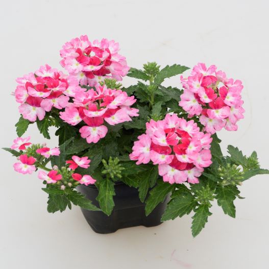 バーベナ　ウィキッド 