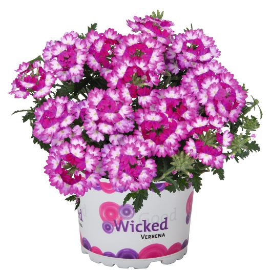 バーベナ　ウィキッド 