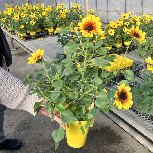 ヒマワリ(ヘリアンサス)　ソルシーカー Helianthus SOL SEEKER