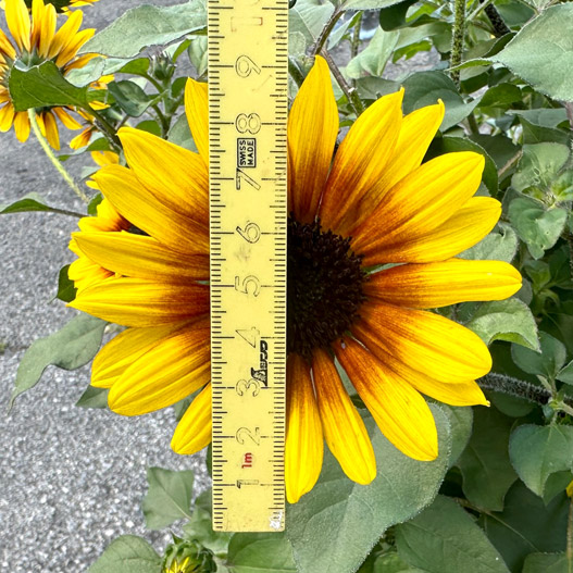 ヒマワリ(ヘリアンサス)　ソルシーカー Helianthus SOL SEEKER