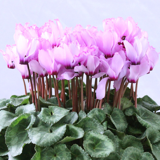 シクラメン アロマティーナ｜WEBカタログ｜未来アグリス株式会社|未来