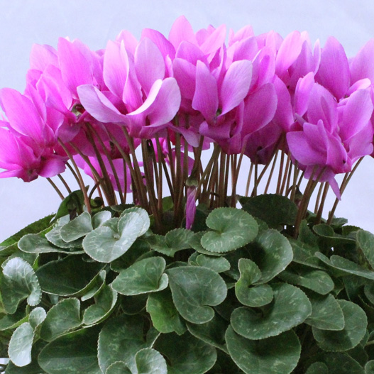 シクラメン アロマティーナ｜WEBカタログ｜未来アグリス株式会社|未来