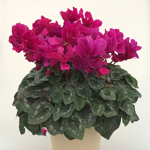 シクラメン 六花(りっか) 大輪系品種