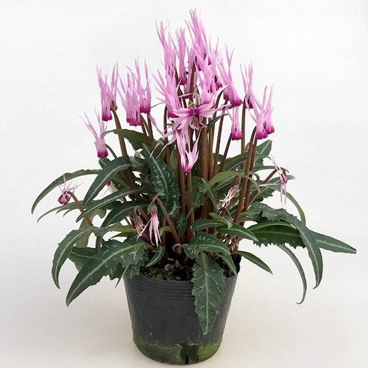 シクラメン ピーコック ミニチュア系品種