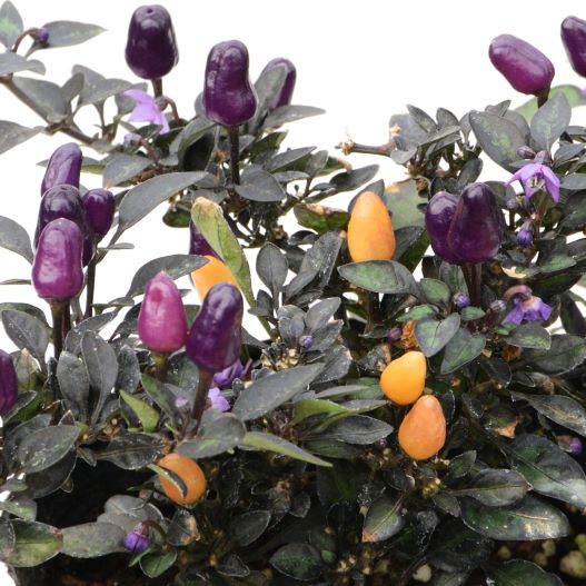 カプシカム キャンドルフレイム 観賞用トウガラシ