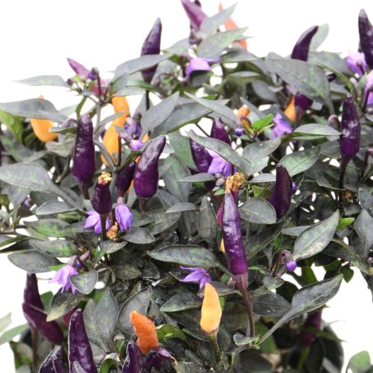 カプシカム キャンドルフレイム 観賞用トウガラシ