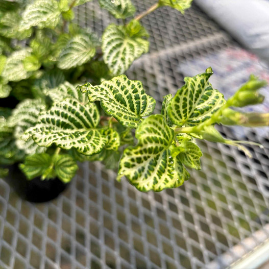 赤道サクラソウ(アシスタシア ガンゲティア レティクラタ) 