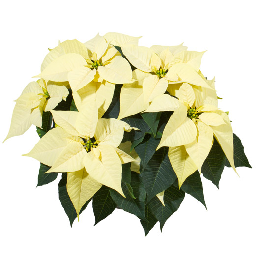 ポインセチア　クリスマスフィーリング 