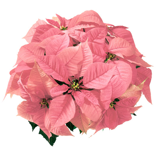 ポインセチア　クリスマスフィーリング 