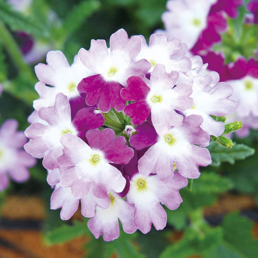 バーベナ　ラナイ 