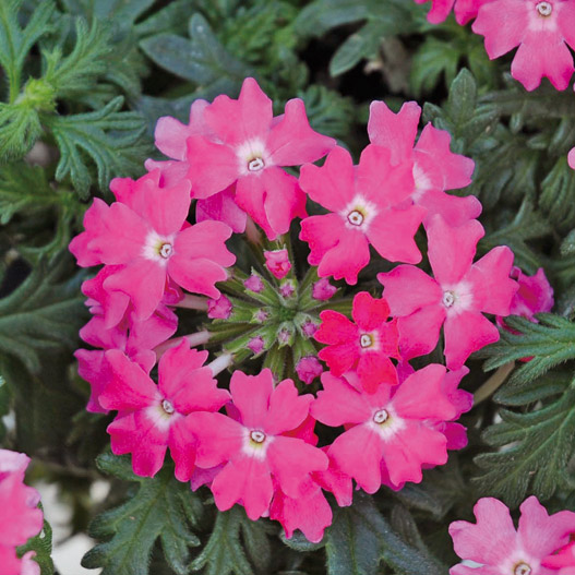 バーベナ　マジェラナ 