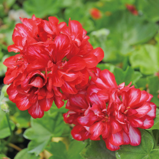 ゼラニウム　コンテッサ 