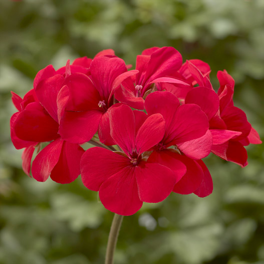 ゼラニウム　カリエンテ 